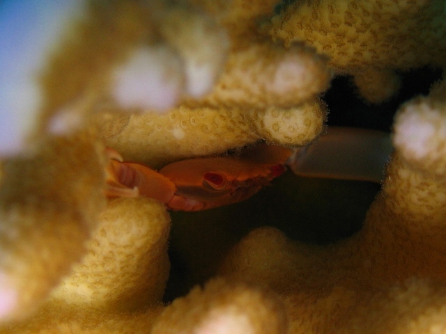 coral crab.jpg